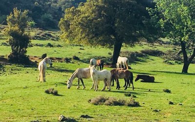 Κεφαλονίτης Όνος: ''Ιππόθεση'' ολόκληρης της Κεφαλονιάς