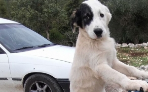Στο Φισκάρδο μέχρι και οι.. σκύλοι οδηγούν μηχανάκι [Εικόνα]