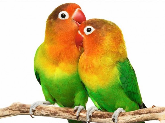 "Lovebirds" : τα αξιαγάπητα παπαγαλάκια , διαθέσιμα στο Κτηνιατρικό Φαρμακείο "Natura & Pet"