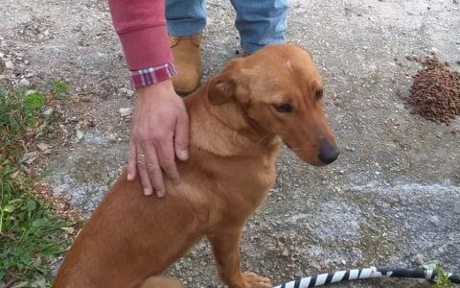 Αυτή η όμορφη σκυλίτσα βρέθηκε στις Πλατειές - Την αναζητά κανείς;