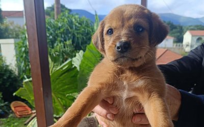 Ένα χαρούμενο χριστουγεννιάτικο μήνυμα – Υιοθετήθηκαν και τα επτά κουτάβια από τα Καταποδάτα