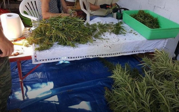 Η πρώτη συγκομιδή κάνναβης στην Αρκαδία είναι πραγματικότητα