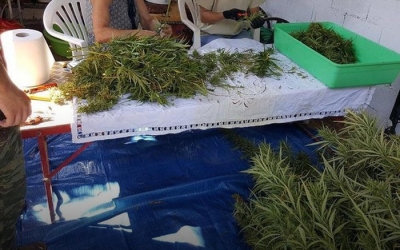 Η πρώτη συγκομιδή κάνναβης στην Αρκαδία είναι πραγματικότητα