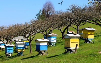 Ε.Α.Σ.: Χρηματοδοτούμενα Προγράμματα Μελισσοκομίας έτους 2018