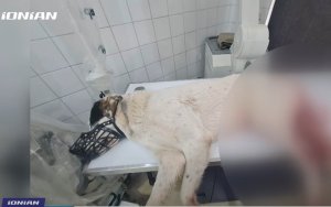 Κτηνωδία στην Πάτρα… πυροβόλησε αδέσποτο σκύλο εξ επαφής! (video)