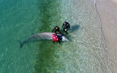 Σεμινάριο Εκπαίδευσης για τη Διάσωση και Περίθαλψη Κητωδών στο Ιόνιο