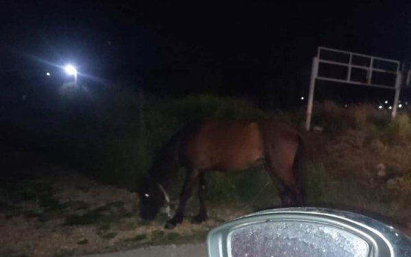 Άλογο βρίσκεται εδώ και μέρες στην άκρη του δρόμου στα Ραζάτα!