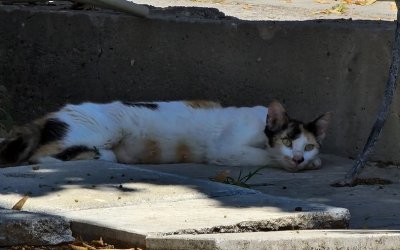 Πώς αποκαλύφθηκε το σπίτι - υγειονομική «βόμβα» με τις 40 γάτες στη Θεσσαλονίκη