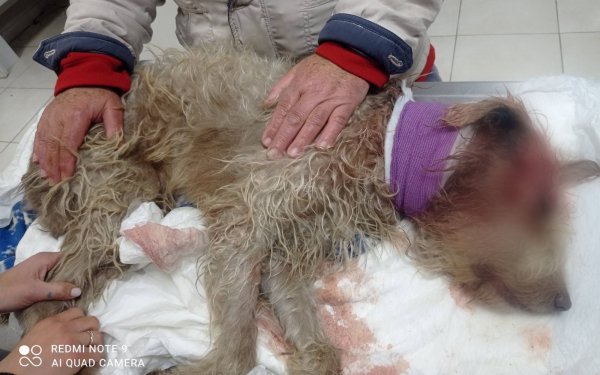 "Πάει και ο Σωκράτης, ο γνωστός σουλατσαδόρος του Ληξουρίου…"