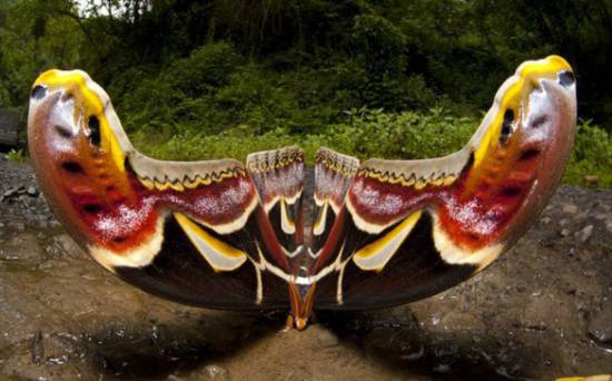 Το μεγαλύτερο έντομο του κόσμου (Video)