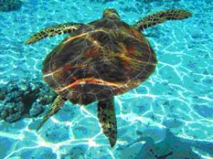 Τι συμβαίνει με την θαλάσσια χελώνα στην Πεσσάδα;