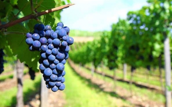 Υλοποίηση προγράμματος Αναδιάρθρωσης και Μετατροπής Αμπελώνων περιόδου 2018