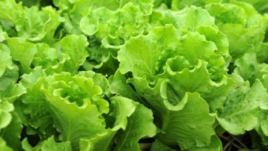 10 πολύτιμα πράσινα λαχανικά