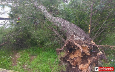 ΔΗΜΟΣ: Κόβει δέντρα και διανέμει τα ξύλα στους Αργοστολιώτες
