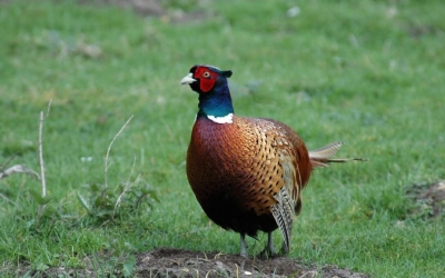 Απελευθερώθηκαν φασιανοί σε Πυργί και Πύλαρο- Προσοχή από τους κυνηγούς!