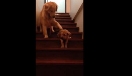 Σκύλος μαθαίνει σε κουτάβι να κατεβαίνει τα σκαλιά