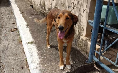 Αδέσποτο σκυλάκι στα Καταποδάτα Δήμου Σάμης