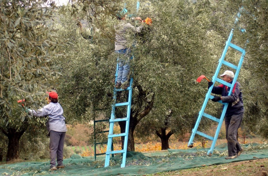 Aπλές οδηγίες για την πρόληψη των τραυματισμών κατά τη συγκομιδή ελιών