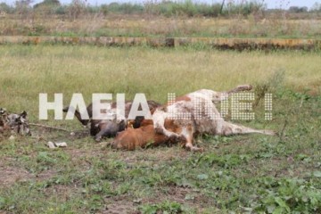 Κεραυνός σκότωσε… αγελάδες στην Ηλεία