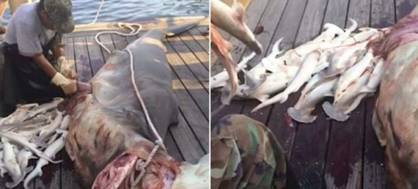 Εγκυο καρχαρία έπιασαν ψαράδες στη Φλόριντα: Εβγαλαν 34 μωρά από την κοιλιά του [εικόνες&amp;βίντεο]