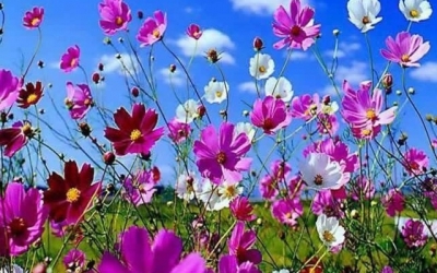 Ευχαριστήριο προς το Νοσοκομείο Κεφαλονιάς