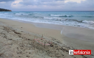 Φωλιά θαλάσσιας χελώνας καρέτα καρέτα στην παραλία του Λουρδά (εικόνες)