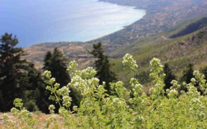 Διοργάνωση θεματικής εκδρομής συλλογής Ρίγανης από τον Ο.ΦΥ.ΠΕ.Κ.Α.