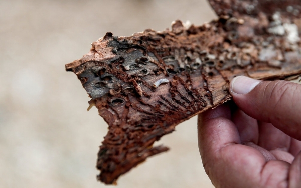 Φλοιοφάγο έντομο κατασπαράζει το Σέιχ Σου - Έρευνα διέταξε η Eισαγγελία Θεσσαλονίκης