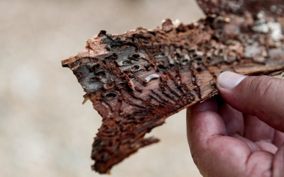 Φλοιοφάγο έντομο κατασπαράζει το Σέιχ Σου - Έρευνα διέταξε η Eισαγγελία Θεσσαλονίκης