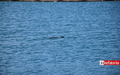 Σάμη: Φώκια κολυμπά στο Λιμάνι, λίγο πριν τον Αγιασμό των Υδάτων (Εικόνες)