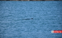 Σάμη: Φώκια κολυμπά στο Λιμάνι, λίγο πριν τον Αγιασμό των Υδάτων (Εικόνες)