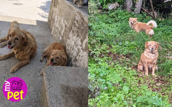 myPET : Χαρίζονται η Ίρμα & η Νέλα (004)