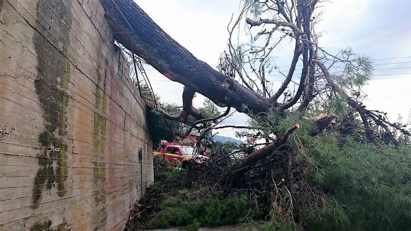 Πτώση δέντρου από την κακοκαιρία στα Σπαρτιά