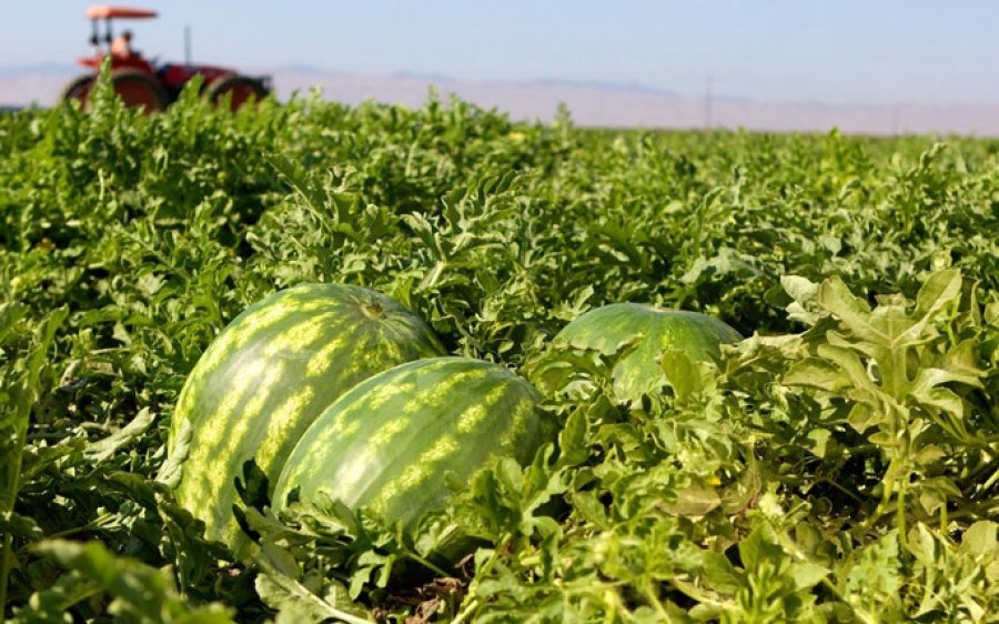 Ε.Α.Σ.: Επιδοτήσεις 24,2 εκατ. Ευρώ σε μια σειρά αγροτικών προϊόντων