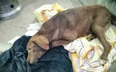 Απίστευτη κτηνωδία: Δηλητηρίασαν την τυφλή σκυλίτσα που έκανε 10 χλμ για να γυρίσει στον άνθρωπο που την έσωσε