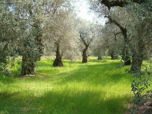 Αγροτικός Συνεταιρισμός: Πριν ο εχθρός χτυπήσει τους ντόπιους Ελαιώνες