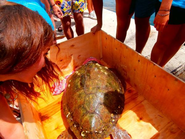 Επιχείρηση σωτηρίας θαλάσσιας χελώνας στο Αργοστόλι