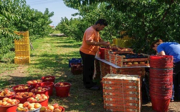 Ε.Α.Σ.: Παράταση στις φετινές Αιτήσεις Αγροτικών Επιδοτήσεων