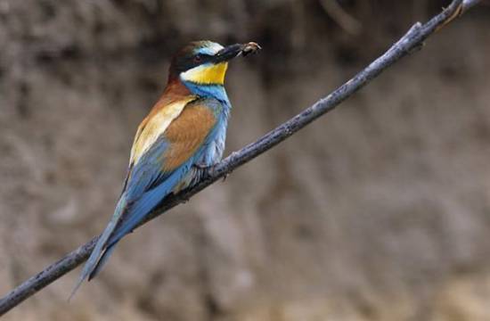 Τουρκία: Νόμισαν ότι ένα πουλάκι ήταν κατάσκοπος του Ισραήλ!
