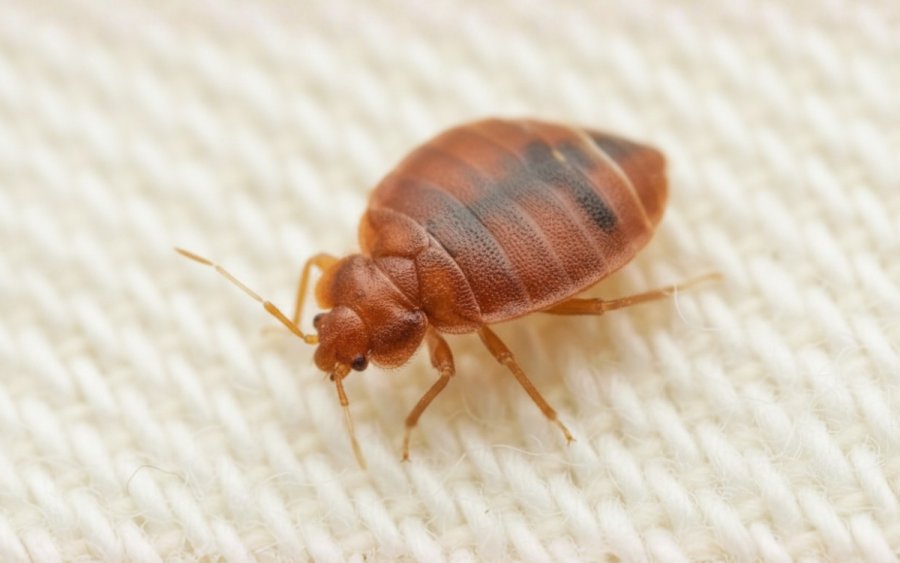 Απαλλαγή από κοριούς: Αποτελεσματικές λύσεις για την οριστική εξάλειψη των κοριών του κρεβατιού