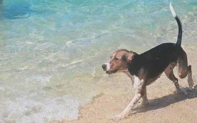 Αδέσποτο σκυλί κυκλοφορεί στον Πλατύ Γιαλό - Μήπως το αναζητάει κάποιος