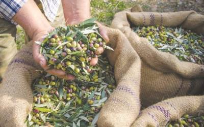 Ε.Α.Σ.: Έκτακτη στήριξη 30€ ανά στρέμμα στους Ελαιοπαραγωγούς
