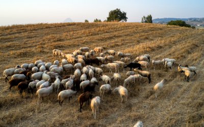 Ο Ε.Α.Σ. Κεφαλονιάς ενημερώνει για την ευλογιά των προβάτων