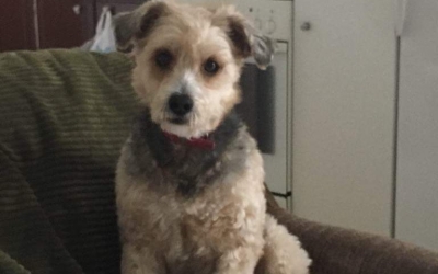 Βρέθηκε ο Μπάντυ