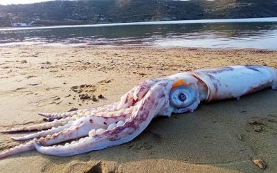 Θράψαλο γίγας ξεβράστηκε στην Τζιά!