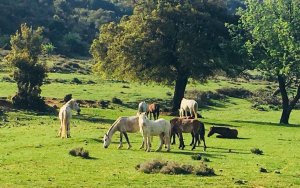 Περιφέρεια: Χρηματοδοτήσεις και ερευνητικό πρόγραμμα για την προστασία του Αίνου και των ημιάγριων αλόγων