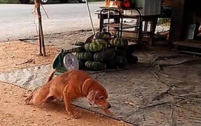 Ο πιο θεατρίνος σκύλος που έχετε δει - Προσποιείται τον τραυματία (video)