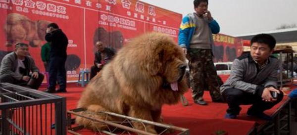 Αυτό είναι το ακριβότερο σκυλί στον κόσμο: Πωλήθηκε σε δημοπρασία για 1.440.000 ευρώ