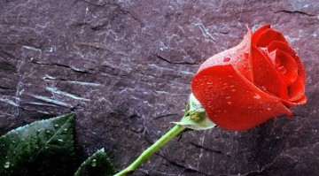 Ευχαριστήριο από τον Αγιο Λουκά τον Ιατρό (Συμφερουπόλεως)