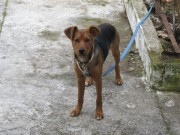 Χάθηκε σκυλάκι στα Μαυράτα